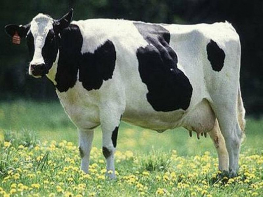 Житель Ставрополья пойдет под суд за продажу бруцеллезных коров