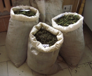 30 кг наркотиков изъято на Ставрополье