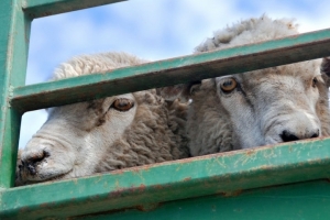 Отара овец  пропала с  подворья на Ставрополье