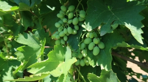 На Ставрополье собрали две тонны столового винограда сверхранних и ранних сортов