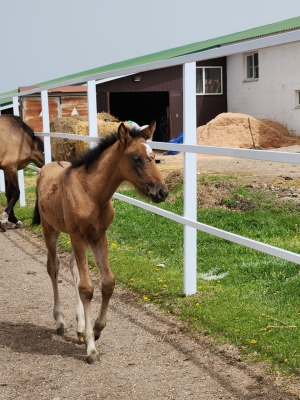 В Железноводске родился первый жеребенок на муниципальной конюшне