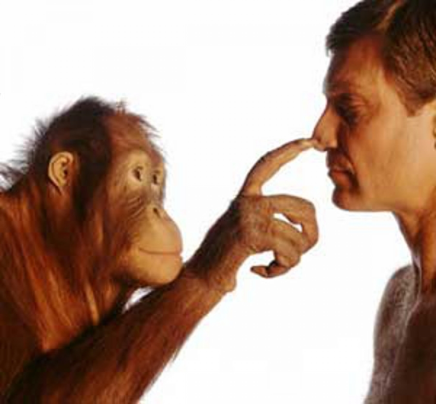Шимпанзе отличается от человека. Человек примат. Шимпанзе и человек. Человек с инстинктами обезьяны.