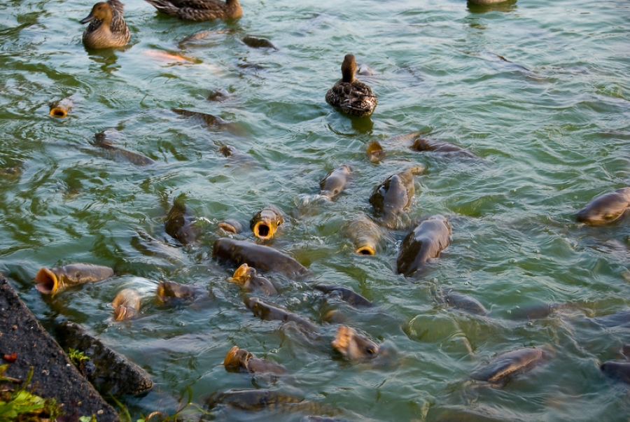 Какая рыба в прудах
