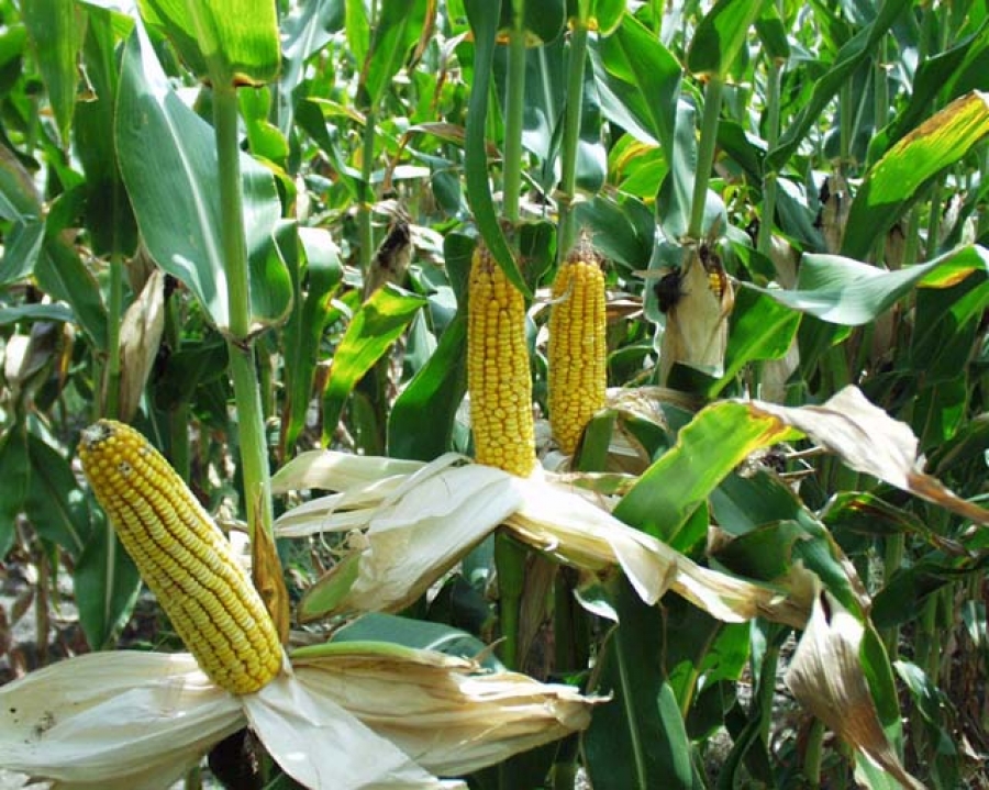 На Ставрополье кукуруза и подсолнечник могут погибнуть