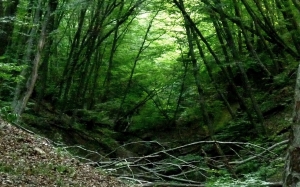 В Ставрополе заказник «Русский лес» прирос 10 гектарами