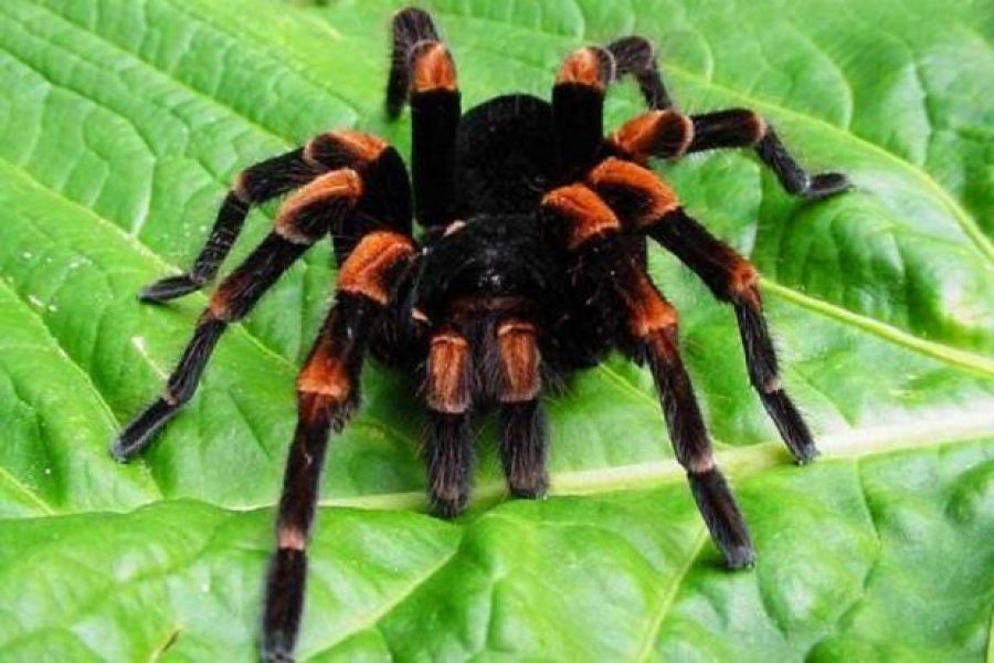 Аномальное тепло спровоцировало появление ядовитых тарантулов на юге Урала