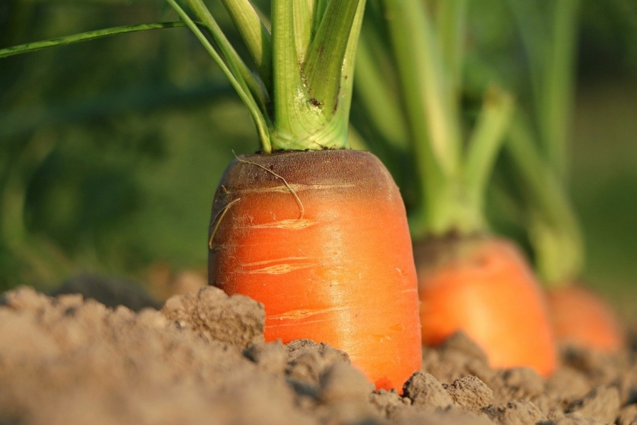 На Ставрополье серьезно выросла урожайность моркови