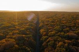На улицах и в лесах Ставрополя высадят две тысячи деревьев