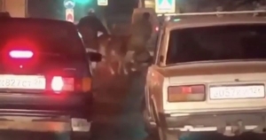 В Пятигорске корова выпала из грузовика на дорогу