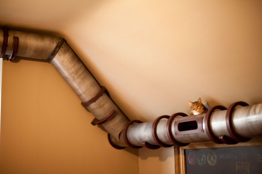 В многоэтажке на КМВ кот стал узником вентиляционной трубы