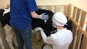 Ветеринар на «удаленке» приступит к работе на Ставрополье