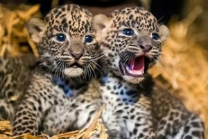 У краснокнижных леопардов на Ставрополье родилась двойня