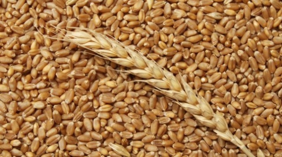 Рецидивист на Ставрополье украл почти тонну пшеницы