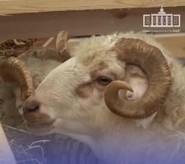 Овцеводы Кабардино-Балкарии привезли 6 медалей с выставки племенных овец и коз