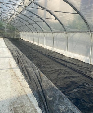 Новый тепличный комплекс «Горзеленстроя» покроет более 65% потребности Ставрополя в цветочной рассаде